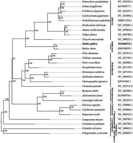 Figure 1. Phylogenetic tree of Liliales species based on genes on chloroplast. 25 representative species for 25 genera of Liliales, along with 3 outgroup species (the accession numbers were indicated on the right) and Smilax glabra, are shown in the phylogenetic tree with the numbers indicating the bootstrap value of each clade based on 1000 replicates.