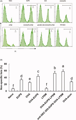 Figure 13. (A, B) The anti-DEC-205-EUPS-OVA-LPSM nanoparticles increased the killing activity of NK cells. To examine the anti-DEC-205-EUPS-OVA-LPSM nanoparticles effect on the NK cells killing activity, in vitro, K562 cells labeled with CFSE were employed as target cells while splenocytes from immunized mice in all groups were employed as effector cells. After killing 4 h, the PI was added to the reaction mixture to stain dead cells. Later the killing percentage of NK cells was analyzed by FACS. The CFSE and PI double-positive cells were selected and recorded. The percentage of CFSE and PI double-stained cells in total CFSE positive cells represent the nonspecific lysis percentage, as demonstrated in Figure 4(A,B). The lysis percentage of NK cells was calculated for each group, as described in the experimental section. Bars marked with different letters (a–e) indicate statistically significant differences (p < .05) (n = 4).