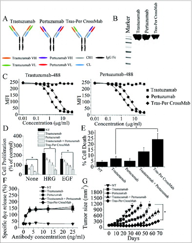 Figure 1. Characterization of Tras-Per CrossMab. (A), schematic diagram of the Fab domain exchange resulting in the generation of Tras-Per bispecific antibody when combined with the KiH technology. (B), sodium dodecyl sulfate-polyacrylamide gel electrophoresis (SDS/PAGE) analysis of CD20-Flex BiFP. Samples of trastuzumab, pertuzumab, and Tras-Per CrossMab were assessed by SDS/PAGE analysis under non-reducing conditions. (C), competitive binding assay. Trastuzumab, pertuzumab, and Tras-Per CrossMab were evaluated for their ability to compete with Alexa Fluor 488-labeled trastuzumab or Alexa Fluor 488-labeled pertuzumab for binding to BT-474 cells. (D), MTS assay examining the proliferation effects of 100 nmol/L of control IgG, trastuzumab, pertuzumab, trastuzumab combined with pertuzumab, or Tras-Per CrossMab on breast cancer cell BT-474 or in the absence or presence of ErbB ligand (EGF or HRG). Results are shown as percentage of control cell proliferation. Error bars, SD. *p < 0.05. (E), in the absence of ligands, cell death induced by HER2 antibodies (10 μg/mL) were assessed by staining with SYTOX® Red and FCM. *p < 0.05. (F), in vitro ADCC analysis of trastuzumab, pertuzumab, trastuzumab in combination with pertuzumab, or Tras-Per CrossMab. PBMCs (effector cells) were added with BT-474 cells (target cells) into 96-well plates containing anti-HER2 antibodies at different concentrations. All experiments were performed in triplicate. (G), mice with BT-474 xenograft tumors were treated for the duration of the study with control IgG, pertuzumab, trastuzumab, trastuzumab + pertuzumab or Tras-Per CrossMab (2 mg/kg). Points, mean tumor volume (mm3) (n = 10 mice/group); bars, SD. *p < 0.05, Mann–Whitney test.