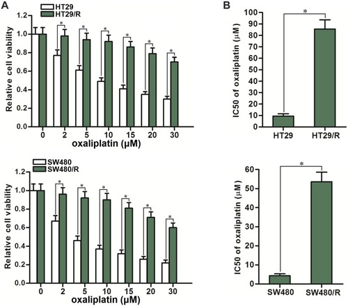 Figure 1 Resistance of HT29/R and SW480/R to oxaliplatin. (A) Differences of oxaliplatin sensitivity between HT29/R and SW480 cells and their parental HT29 and SW480 cells. (B) Differences of oxaliplatin IC50 between HT29/R and SW480 cells and their parental HT29 and SW480 cells.Notes: Data were expressed as mean±SD. *P<0.05.Abbreviation: IC50, half-maximal inhibitory concentration.