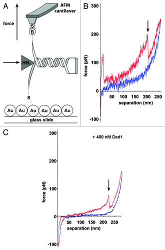 Figure 1. Helicase-induced RNA hairpin unfolding using AFM force spectroscopy. (A) RNA immobilization involves tethering the 5′-end to the gold-coated surface (“Au”) and attaching the biotinylated 3′-end (“B”) to a streptavidin-coated (“S”) silicon nitride (Si3Ni4) tip. Force-extension curves were recorded in the presence and absence of eIF4A or Ded1, represented as “HEL.” (B and C) Representative force-extension plots representing stretching of a single RNA molecule containing a GC-rich stem-loop. (C) Stretching of the same RNA in the presence of 400 nM Ded1. The pull curve (red) runs from left to right and the approach curve (blue) from right to left. The arrow indicates the force and extension when the hairpin unfolds. In the presence of Ded1, the hairpin unfolds at lower force. Adapted from reference Citation80.