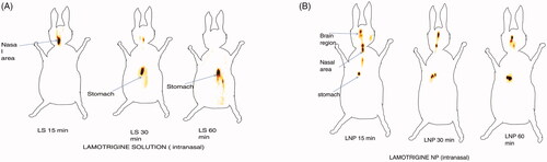 Figure 9. Gamma scintigraphy images in rabbits following intranasal administration of (A) 99mTc-LTG-SOL. and (B) 99mTc-LTG-PNPs.