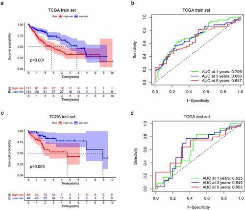 Figure 9. Establishment and internal validation of prognostic model based on risk-score of FAM83D-associated prognostic immunomodulators. (a) Survival curves of the high and low risk group of the TCGA train set. (b) Time-dependent ROC curves of FAM83D-associated prognostic model of the TCGA train set. (c) Survival curves of the high and low-risk group of the TCGA test set. (d) Time-dependent ROC curves of FAM83D-associated prognostic model of the TCGA test set
