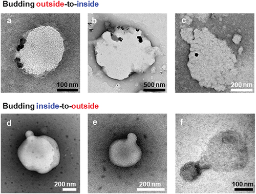 Figure 6. TEM images of the budding of POPC GUVs ([POPC] = 1 mM, [cholesterol] = 100 μM, [NBD-PE] = 10 μM), following the addition of 2 μM TMR–β-annulus–SS-octyl outside (a–c) and inside (d–f) GUV. The TEM samples were stained with an EM stainer.