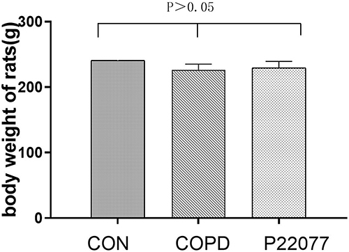 Figure 1 Effect of P22077 on body weight in rats with COPD, The body weight change at three groups was not significantly different on statistics.