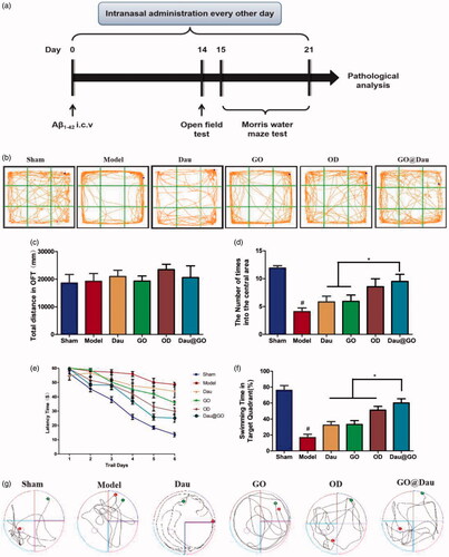 Figure 1. Effect of GO@Dau on anxiety and cognitive deficits in mice treated with aggregated Aβ1-42. (a) The schedule of animal experiment. (b) Representative traces of mouse movement during an OFT. (c) Total distance performed in OFT. (d) Number of times to cross the central area of the OFT. Time latency (e), the percentage of time spent in the target quadrant (f) and swimming track at the last trail day (g) of the MWM test (n = 10, *p < .05).