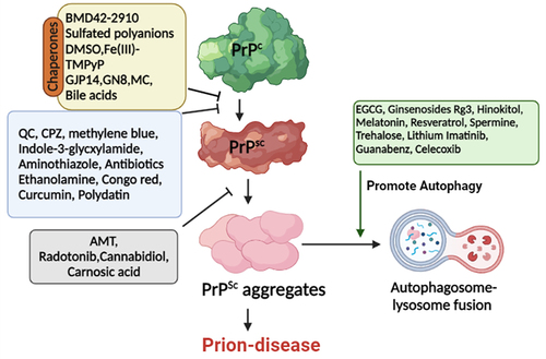 Figure 1. Schematic representation of some anti-prion agents targeting prion proteins. PrPC, PrPSc, and the conversion of PrPC to PrPSc are the main targets of these anti-prion agents. Chaperones directly interact with PrPC thereby stabilizing it and preventing/reducing its conversion to PrPSc. Another set of compounds clears the toxic aggregates by promoting autophagy. Abbreviations: PrPC: normal prion protein; PrPSc: scrapie prion protein; EGCG: Epigallocatechin-3-gallate; AMT: Aminothiazoles; CPZ: Chlorpromazine; DMSO: Dimethylsulfoxide; QC: Quinacrine.(Prepared by Biorender.com).