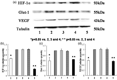 Figure 7. The protein levels of HIF-1α, Glut-1, and VEGF in HK-2 cells in different groups. (1) normoxia group; (2) hypoxia-like group; (3) transfection reagent group; (4) negative control group; (5) HIF-1α siRNA group. (a) The expression of HIF-1α, Glut-1, VEGF, and tubulin protein by Western blot. (b), (c), (d) The relative protein quantity of HIF-1α, Glut-1, and VEGF in different groups. The expression of target proteins in hypoxia-like group was defined as one, and the ratios of target proteins in other groups to those in hypoxia-like group were the relative quantity. The protein levels of HIF-1α, Glut-1, and VEGF in normoxia group were significantly lower than those in hypoxia-like group, transfection reagent group, and negative control group (*p < .05). And the protein levels of HIF-1α, Glut-1, and VEGF in HIF-1α siRNA group were also significantly lower than those in hypoxia-like group, transfection reagent group, and negative control group (**p < .05). Results (means ± SD) are from 6 sets of experiments.