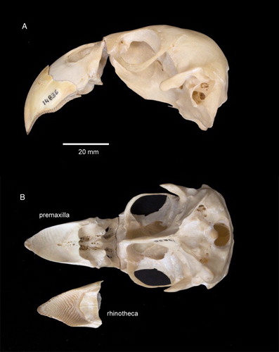 Figure 1. Cranium and premaxilla of kākāpō (Strigops habroptilus; LB14836). A, Left lateral view with rhinotheca in place; B, ventral view with rhinotheca removed to show exposed premaxilla. Photograph: J Froggatt.