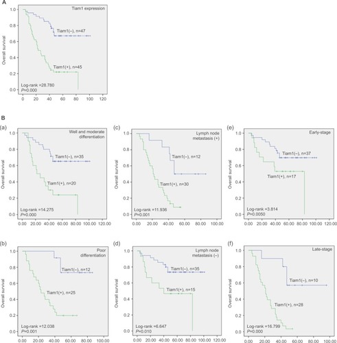 Figure 3 Kaplan–Meier survival curves illustrating the significance of Tiam1 expression in lung adenocarcinoma.Notes: (A) OS rate of patients with high and low Tiam1 expression. (B) (a, b) High Tiam1 expression was associated with poor OS in well, moderate, or poorly differentiated lung adenocarcinoma cases; (c, d) high Tiam1 expression was associated with poor OS in patients with or without lymph node metastasis; (e, f) high Tiam1 expression was associated with poor OS in early- or late-stage lung adenocarcinoma cases.Abbreviation: OS, overall survival.