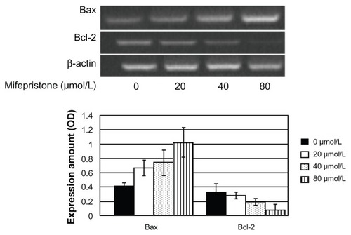 Figure 6 Expression of Bax and Bcl-2 mRNA with mifepristone at different concentrations on FRH-0201 cells after 48 hours.