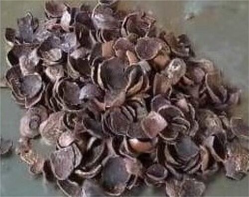 Figure 3. Shea nut shells.