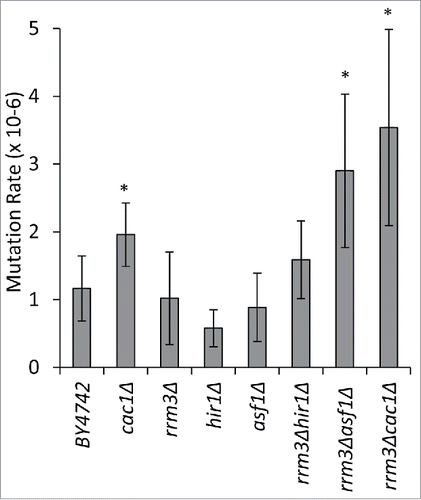 Figure 3. The deletion of RRM3 exacerbates mutation rates in cac1Δ and asf1Δ cells. Five independent colonies from the strains shown along the horizontal axis were inoculated in liquid YPD cultures and grown for 20 generations. 2.5–4.5 ×107 cells were plated on non-selective or SC/arg−can+ plates, respectively, and grown at 30°C for 4–5 d. The mutation rates in CAN1 were calculated as number of colonies on SC/arg−can+ divided by the number of plated cells. The asterisk indicates statistically significant values at p≤0.05. The data is from Supplemental Table 3.