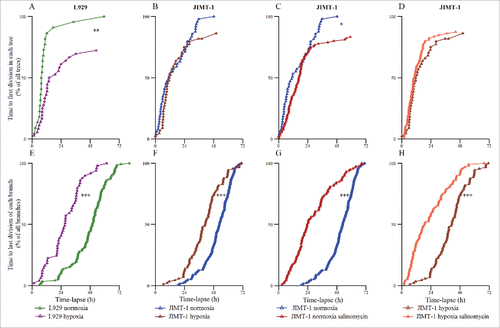 Figure 4. Time to first and last division of each cell tree. Each triangle represents one division of the first (A-D) or last (E-H) generation of a cell tree. (A) L929 cells in normoxia and hypoxia. (B) JIMT-1 cells in normoxia and hypoxia. (C) JIMT-1 cells in normoxia cultured in the absence or presence of 0.5 µM salinomycin. (D) JIMT-1 cells cultured in hypoxia in the absence or presence of 0.5 µM salinomycin. (E) L929 cells in normoxia and hypoxia. (F) JIMT-1 cells in normoxia and hypoxia. (G) JIMT-1 cells in normoxia cultured in the absence or presence of 0.5 µM salinomycin. (H) JIMT-1 cells cultured in hypoxia in the absence or presence of 0.5 µM salinomycin. *P < 0.05, **P < 0.005, ***P < 0.0005. The data are compiled from three experiments.