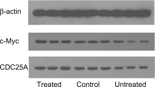 Figure 2 Western blot analysis of c-Myc and CDC25A expression in bone marrow cells.