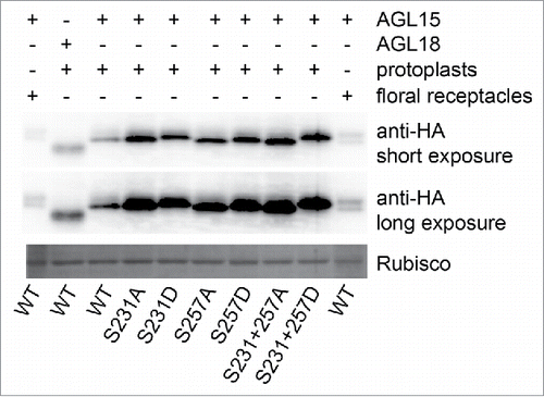 Figure 2. AGL15 phosphomimetics have similar mobility shifts as 35S-AGL15 from floral receptacles. AGL15 produced by the 35S promoter in floral receptacles runs as 2 bands on one day old 12% SDS-PAGE gels. The slower mobility band can be shifted to the faster mobility band by phosphatase treatment.Citation16 However, 35S-AGL15 expressed in mesophyll protoplasts runs as a single band. Mutating either S231 or S257 to aspartate reduces AGL15 mobility with the double substitution causing the biggest mobility shift similar to phosphorylated AGL15. The experiment was repeated twice with the same result. Protoplast preparation and transfection was performed as described.Citation19 Six hours after transfection, protoplasts were solubilized in SDS sample buffer. SDS-PAGE and Western blotting were performed as described.Citation16 35S-AGL15 floral stage 15 receptacle extract was prepare as described in the Fig. 1 legend. cDNA from the previously described construct used to generate 35S-AGL15-double HA tagged plants was inserted into pRLT2 for protoplast studies and mutations were made via the QuikChange method (Agilent).Citation16