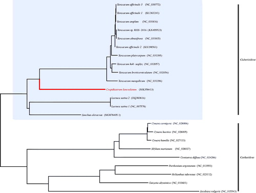 Figure 1. Phylogenetic tree of Crepidiastrum lanceolatum and related taxa using the complete chloroplast genome sequences.