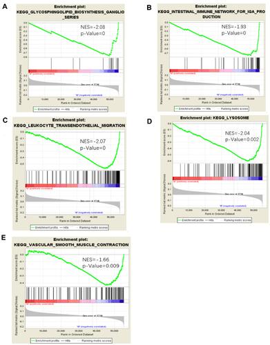 Figure 5 Significantly enriched pathways associated with TTN mutation. GSEA was performed with TCGA to explore the function role of TTN mutation. The GSEA analysis showed that samples with FAT3 mutation enriched in (A) glycosphingolipid biosynthesis ganglio series, (B) intestinal immune network for iga production, (C) leukocyte transendothelial migration, (D) lysosome, (E) vascular smooth muscle contraction.