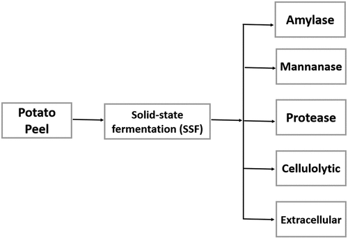 Figure 5. Enzyme synthesis using waste potato peel substrate.