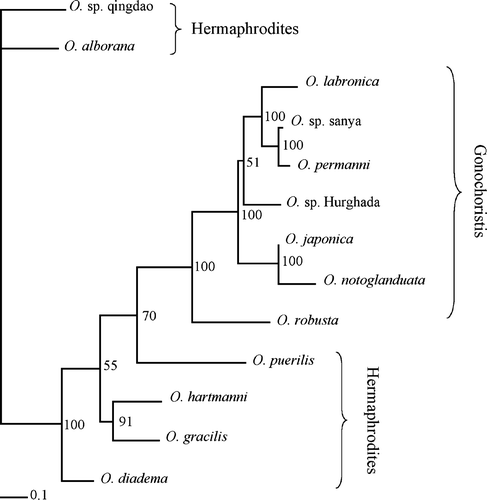 Figure 4.  The single best likelihood tree from the combined analysis only including species from the genus Ophryotrocha. The branch values indicate bootstrap support. The line on the bottom left corner of the figure shows the number of substitutions.