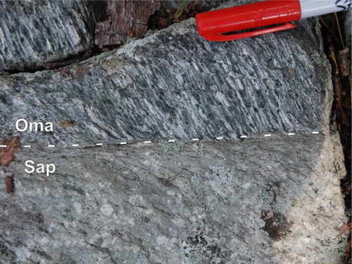 Plate 10. Allingtown dike (Sap) cutting coarse-grained fabric in mafic gneiss (Oma). In this image a massive porphyritic dike (Sap) cuts the strongly lineated gneiss (Oma) at a high angle (dashed line). This locality was apparently untouched by later deformation that elsewhere folded units of the Maltby Lakes Complex and foliated the Allingtown dikes (e.g. Plate 4).