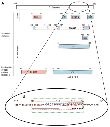 Figure 6 Depiction of the SARS-CoV Achilles heel. A schematic depicting the location of neutralizing epitopes and binding domains on the 193 amino acid receptor binding domain (RBD) of the S1 protein (Li et al. 2005). (A) Contact residues of ACE2 and mAbs which interrupt S1 binding to ACE2 are depicted with blue filled boxes. The DC-SIGN and mAbs which are known to block S1 binding to DC-SIGN are depicted with a pink filled box. The mAbs F26G18 and F26G19 were raised in immune response to native SARS-CoV spike protein (whole virus) and are outlined in red lined boxes. mAbs with linear epitopes are shown with solid lined boxes. mAbs with conformation epitopes have dashed lines on their boxes to indicate contact residues fall in the region as determined from co-crystal structure with S1 proteins. (B) The core 33 amino acid residues containing the known critical contacts of neutralizing mAbs and the ACE-2 receptor in the RBD (green dashed box). This immunodominant determinant corresponds to amino acid residues 460–492 of the S1 protein (green dashed box). This region is shown to illustrate the diversity of recognition of this compact region as well as the proximity of the contact residues of neutralizing mAbs in relation to the contact residues of the ACE2 host cellular receptor. Occlusion of the receptor is the main mechanisms of SARS virus neutralization for mAbs binding in this region. The boxes show the minimal epitope contact “footprint” in this region either from crystal structures and or other epitope mapping strategies for each of: ACE2 (red broken box); conformational mAb 80R (blue dotted box); conformational mAb F26G19 (black dashed box, 486–492); conformational mAb m396 main contact residues (brown box); and the linear epitope of mAb F26G18 (black box, 460–476). The known contact residues for ACE-2 are color coded red. Data has been extracted from this paper and other previously published articles.Citation4,Citation9,Citation11,Citation10,Citation56,Citation76