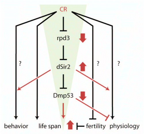 Figure 1 DR is a highly pleiotropic process that influences a variety of biological processes, including physiology, fertility, behavior and life span. While the nature of most of these pathways remains unknown, a molecular framework for at least some aspects of DR-dependent life span regulation can be constructed. Under DR conditions (red), rpd3 is down and dSir2 is upregulated. dSir2 activity inhibits Dmp53 (amongst other targets), leading to a portion of the DR related life span extension seen. DR life span extension is larger than life span extension of rpd3, dSir2 or Dmp53 manipulation. Thus each of these interventions define only a portion of the DR life span extension. Reviewed from reference Citation14.