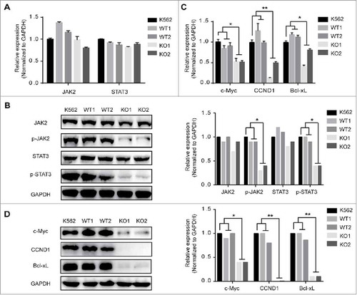 Figure 4. The Effects of MBD2 Deletion on JAK2/STAT3 Signalling Pathways in K562 Cells. The K562 (MBD2 WT vs. MBD2 KO) cells were prepared and subjected to qRT-PCR and WB analysis. (A, B) The mRNA and protein levels of JAK2/ STAT3 signalling pathways were tested in the WT and KO group cells. (C, D) C-Myc, CCND1 and Bcl-xL were measured using qRT-PCR and WB. The quantitative analysis of WB density were shown (B right panel and D right panel). Each experiment was repeated three times. *P < 0.05 and **P < 0.01 by Student's t-test.