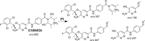 Scheme 5 ESB602b fragment ions.