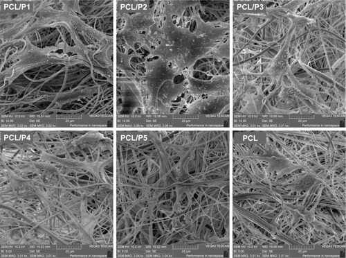 Figure 6 Visualization of the adhered cells using SEM.Notes: Cells were uniformly distributed and well spread on the scaffolds. A similar picture was seen on all the samples. Day 7, magnification 3,000×.Abbreviations: SEM, scanning electron microscope; PCL, poly-ε-caprolactone; P, platelets.