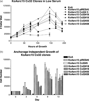 Figure 6 Effects of Cx32 on KoAsrc growth suppression. Five Cx32 clones, also representing a wide range of protein expression and coupling levels (clones 5, 18, 19, 20, and 26), were assayed as in Figure 5 for growth in low serum (1% FBS) (A) or on anchorage-independent substrate (B). Other than clone 20, there was little difference between the Cx32 and control transfectant in low serum growth (A). However, in anchorage-independent growth most clones (with the exception of clone 5) showed delayed or reduced growth (B), although this did not correlate with levels of Cx32 expression or coupling (Table 1).