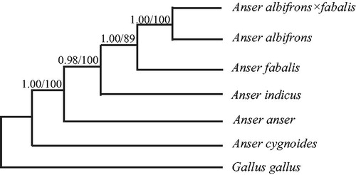 Figure 1. Phylogenetic relationships among the six Anser species based on complete mtDNA sequences. Numbers at each node are Bayesian posterior probabilities (left) and maximum likelihood bootstrap proportions (right). The accession number in GenBank of six Anser species in this study: Anser cygnoides (KY767671), Anser anser (NC_011196), Anser indicus (NC_025654), Anser fabalis (HQ890328), Anser albifrons (NC_004539), Anser albifrons × fabalis (MG902914), and Gallus gallus (AY235571).
