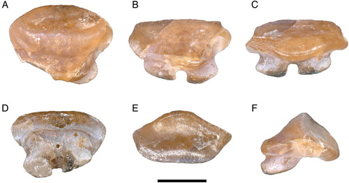 FIGURE 6. A single tooth extracted from the neotype of Arechia crassicaudata (Blainville, Citation1818), MCSNV IG.VR.27607, in A, linguo-occlusal, B, lingual, C, labio-basal, D, basal, E, labial, and F, profile views. Scale bar equals 1 mm.