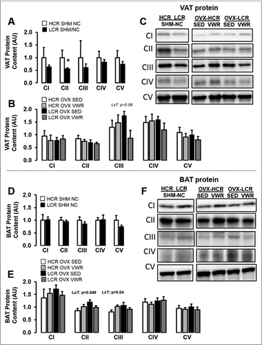Figure 6. Mitochondrial expression analyses across adipose tissue depots in HCR vs. LCR rats. Mitochondrial oxidative phosphorylation complexes I, II, III, IV, and V for (A-B) retroperitoneal WAT (VAT) and (D-E) BAT. Representative western blot images for (C) VAT and (F) BAT. *Indicates significant differences between ovary-intact (SHM) rats. Values are mean ± SEM; where p < 0.05 is statistically significant. L = line main effect, HCR vs. LCR; T = treatment main effect, SED vs. VWR; LxT = line by treatment interaction. BAT = brown AT; HFD = high fat diet; NC = standard normal chow; SED = sedentary; VWR = voluntary wheel running.