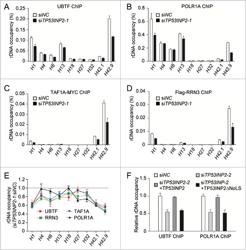 Figure 4. TP53INP2 is required for the recruitment of the POLR1 machinery to rDNA. (A to D) Association of rDNA with UBTF (A), POLR1A (B), TAF1A-MYC (C) or Flag-RRN3 (D) was analyzed by ChIP assay in HeLa cells treated with TP53INP2 siRNA1. The percentage of precipitated DNA was calculated relative to the ChIP input DNA. (E) Normalized quantification of the data from (A to D). (F) HeLa cells treated with TP53INP2 siRNA2 for 24 h were transfected with TP53INP2-MYC or TP53INP2ΔNoLS-MYC. After 24 h, the cells were subjected to ChIP assay using an anti-UBTF or anti-POLR1A antibody. The relative enrichment was determined by real time PCR using primer set H42.9. All data are presented as mean ± SEM of triplicate experiments.