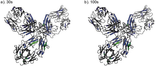 Figure 6. HDX-MS results mapped on a homology model, at (a) 30 s and (b) 100 s labeling time points. Regions where significant decreased deuterium uptake observed in the condensed phase are colored blue and regions showing no significant differences are colored gray. Green represents no HDX-MS data available for HC197-230 (CH1/hinge), HC272-302 (glycopeptides), and HC439-442 (C-terminus).