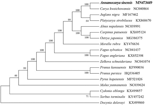 Figure 1. NJ phylogenetic tree of A. sinensis with 17 species was constructed by chloroplast plastome sequences. Numbers on the nodes are bootstrap values from 1000 replicates. Docynia delavayi was selected as outgroups.