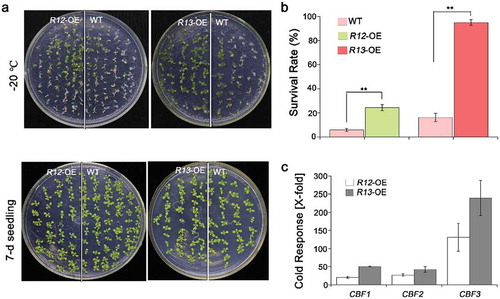 Figure 4. Freezing phenotypes of the plants.(a) 7-d-old plants including WT, RCAR12-OE (R12-OE #1) and RCAR13-OE (R13-OE #4) under freezing stress for 70 min and then were recovered in the plant chamber. (b) Survival rates were cored at day 2 after recovery. Data are means ± SD of the three independent biological experiments. ** Significant at P< .01 compared with the WT. Independent biological experiments were performed. (c) Relative expression levels of heat-responsive genes ABF1, ABF2 and ABF3 in wild-type, RCAR12 and RCAR13 overexpression transgenic plants. 10-d-old seedlings in MS agar medium were treated with or without heat stress at 4°C for 12 h. The transcriptional levels were determined by qRT-PCR analysis. Values are means ± SD (n = 3). ACTIN2/8 was used as an internal control. The experiments were repeated three times (*P < .05, **P < .01, Student’s t-test).