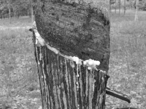 Figure 2. Rubber tree panel presenting latex coagulation and plugged laticifers in the tapping cut line immediately after tapping.