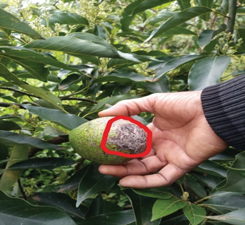 Figure 2. Avocado fruit scab (“Bijaajo,” sidama language). The fruit’s affected area is shown by a red color.