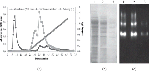 Figure 1 (a) Purification of A. mellea β-glucosidase by ion-exchange chromatography. (b) SDS-Polyacrylamide gel electrophoresis (PAGE) electrophoresis of the various steps of β-glucosidase isolation (1: crude extract; 2: acetone precipitation; 3: ion-exchange chromatography). (c) Non-denaturing polyacrylamide gel electrophoresis. β-Glucosidase bands were visualized under UV light after necessary procedures (1: crude extract; 2: acetone precipitation; 3: ion-exchange chromatography).