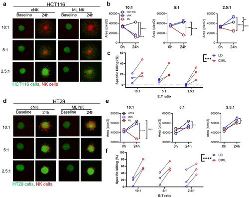 Figure 2. ML NK cells control CRC cells growing in spheroids more efficiently than cNK cells. spheroids generated from GFP+ HCT116 (a–c) and HT29 (d–f) cells were incubated with cNK or ML NK cells at different E:T ratios. (a, d) Representative images at baseline and at 24 h of spheroids (green) and labeled NK cells. (b, e) quantitation of GFP+ area of spheroid images. Untreated spheroids were used as control. (c, f) annexin V/7-AAD flow cytometry-based killing assay. Spheroids were co-cultured with cNK or ML NK cells at indicated E:T ratio for 4 hours and then dissociated for flow cytometric analysis. Percent of specific killing was calculated as the decrement in annexin V/7-AAD negative viable tumor cells compared to tumor cells alone. Two-way ANOVA with Tukey posttest for imaging, two-way repeated measures ANOVA for flow-based killing assay. *p < 0.05, **p < 0.01, ***p < 0.001, ****p < 0.0001.
