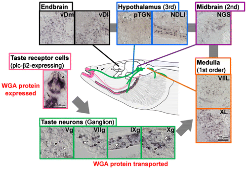 Fig. 3. Schematic of WGA transport in 9 month-old transgenic fish. Transgene-expressed WGA proteins in plc-β2-positive taste bud cells (pink box) were transported to the taste nerves (green boxes) and the brain. WGA-positive (black arrowheads) and WGA-negative (white arrowheads) neurons were detected in the facial (VIIg), glossopharyngeal (IXg), and vagal (Xg) ganglia of taste neurons (green box). WGA-positive neurons were also detected in the facial lobe (VIIL) and the vagal lobe (XL) in the medulla (orange boxes), the secondary gustatory nucleus (NGS) in the midbrain (purple box), the preglomerular tertiary gustatory nucleus (pTGN) and the diffuse nucleus of the inferior lobe (NDLI) in the hypothalamus (blue boxes), the ventral region of the Dm (vDm), and the ventral region of the Dl (lateral part of the dorsal telencephalic area [vDl]) in the endbrain (black boxes). The likely pathways of WGA transport are indicated by gray arrows and lines.Citation16)