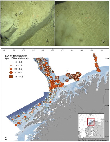 Figure 10. Trawl marks documented by video survey. (A) Marks from trawl doors. (B) Marks from chain in front of trawl. (C) Number of trawl marks observed per 100 m of seabed documented with video (from Buhl-Mortensen et al. Citation2013a).