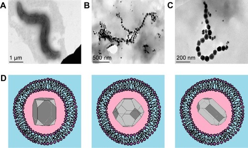 Figure 1 (A) TEM of magnetotactic bacterium (Magnetospirillum strain AMB1); (B) BMNP chain in a magnetotactic bacterium; (C) zoomed BMNP chain, showing several hexagonal grains (TEM courtesy of B Leszczyński); (D) schematic representation of BMNPs in a magnetosome vesicle. BMNPs of typical shapes observed in magnetotactic bacteria, each surrounded by lipid bilayers.Abbreviations: TEM, transmission electron microscopy; BMNP, biogenic magnetic nanoparticle.