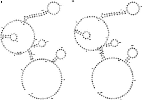 Figure 1 The centroid secondary structure of HOTAIR sequences.(A) Structure of HOTAIR containing the A allele of rs4759314. The minimum free energy (MFE) of the centroid secondary structure is –29.74 kcal/mol. (B) Structure of HOTAIR containing the G allele of rs4759314. The MFE of the centroid secondary structure is –29.44 kcal/mol.