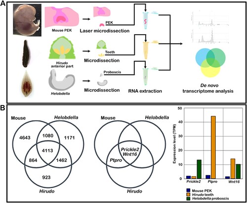Figure 4. Transcriptome analysis for identification of tooth-related signaling molecules. The scheme of tissue collection from mice mandibles, Hirudo teeth, and Helobdella proboscises subjected to de novo transcriptome analysis (A). Venn diagrams showing the number of genes common in mouse teeth, Hirudo teeth, and Helobdella proboscises after extensive analysis (B). Prickle2 and Wnt16 are common to all species; Ptpro is common to mouse and Hirudo teeth (B). Bar diagram showing the expression levels (in TPM) of three genes: Prickle2, Ptpro, and Wnt16 (B).