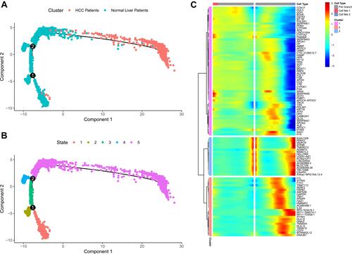 Figure 8 Identification of cell differentiation-associated hub genes. (A) The tree-like structure of the entire lineage differentiation trajectory. (B) All cells were projected onto two roots and five branches, termed branches 1, 2, 3, 4, and 5. (C) Heat map of differentiation-related genes at root 2.