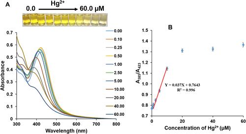 Figure 7 (A) UV-V is absorption spectra of SISE AgNPs, in the presence of Hg2+ ranging from 0.0–60.0 μM, inset shows the photo images of the various concentrations and (B) Plot of absorbance ratio A385/A423 against Hg2+ concentrations.