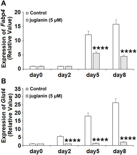 Figure 4 The effects of juglanin on the expression of adipogenic genes Fabp4 and Glut4. 3T3-L1 preadipocytes were induced to differentiate with induction medium in the presence or absence of juglanin (5 μM) for 8 days. (A) The expression of Fabp4 gene was measured at day 0, day 2, day 5, and day 8; (B) The expression of Glut4 gene was measured at day 0, day 2, day 5, and day 8 (****P<0.0001 vs Vehicle control).